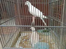 Burung puter coklat putih
