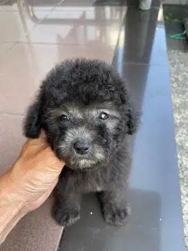 Poodle silver betina