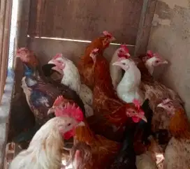 Ayam kampung pedaging