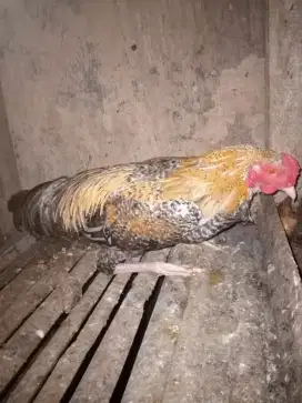 Ayam jago kampung