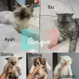 LA 3 Kitten. FREE Indukan dan Jantan