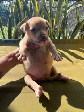 AMERICAN BULLY POCKET