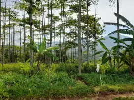 Jual murah tanah kavling siap bangun dkt unpad jatinangor sumedang
