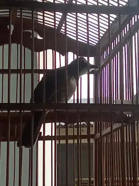 Burung trucukan 2 ekor jantan