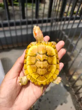 resbino 8,5cm cerah sehat