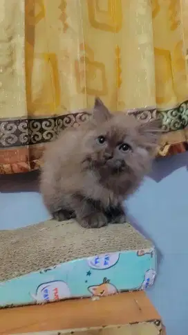 BLH Cinnamon betina 2,5bln