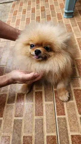 MINIPOM BETINA KOSONGAN