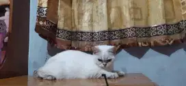 BSH betina 5bln