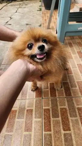 MINIPOM BETINA KOSONGAN