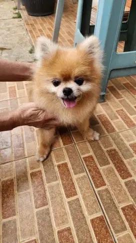 MINIPOM BETINA KOSONGAN