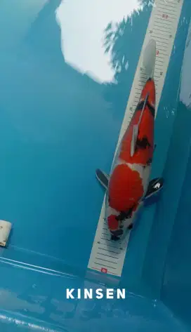 Ikan Koi Maruten Showa 44cm Berpunuk Strong High Quality