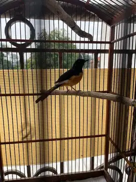 burung murai jantan sehat bunyi semaunya