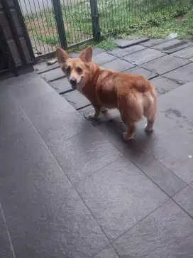 Indukan corgie 4.5 thn surat komplit dan vaksin
