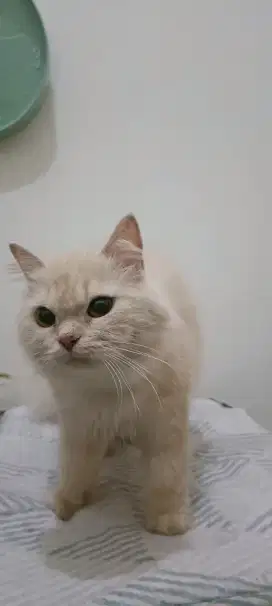 Lepas Adopt Persia Cream