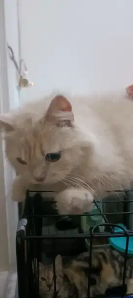 Lepas Adopt Persia Bonus Kitten Scottish