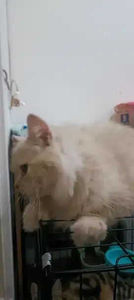Lepas Adopt Persia Bonus Kitten Scottish