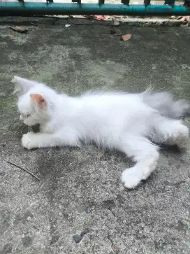 Kucing persia putih