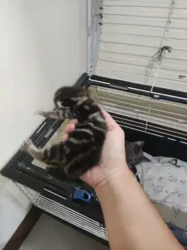 British Scottish black tabby gold