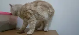 Lepas Adopt Pejantan Tangguh