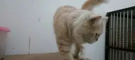 Lepas Adopt Pejantan Tangguh