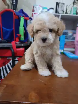 Puppies toy podle fawn