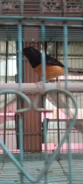 Burung Murai Batu Medan