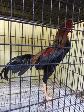 Ayam Bangkok khoyngon
