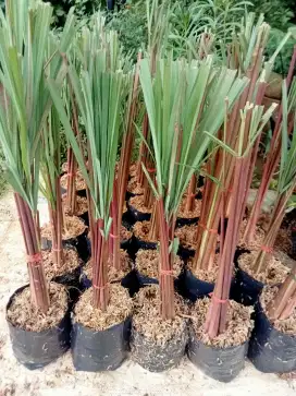 Jual bibit sereh merah/sereh wangi
