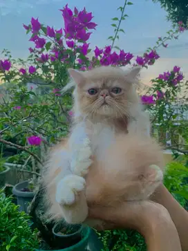 Kucing Peaknose