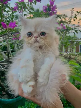 Kucing Peaknose