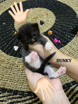 Open Booking Munchkin BSH Non Standar