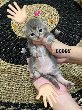 Open Booking Munchkin BSH Non Standar