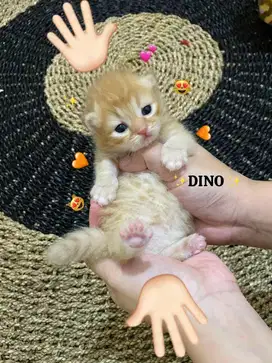 Open Booking Munchkin BSH Longhair