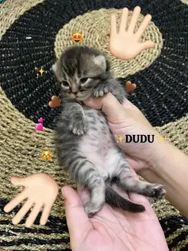 Open Booking Munchkin BSH