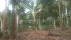 DIJUAL TANAH KEBUN DI SERANG BANTEN