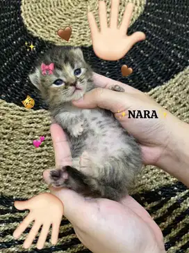 Open Booking Munchkin BSH