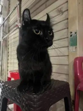 Kucing american curl usia10 bulan jantan birahi