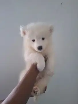 Open booking samoyed puppy 1jt/ekor