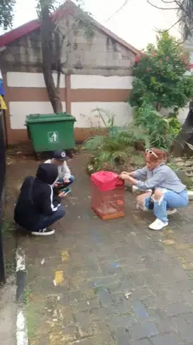 Kutilang import