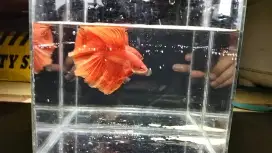 Cupang HM (halfmoon) Super Red