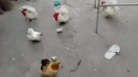 Ayam kate hias murah bagus