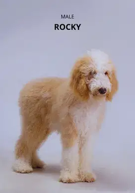 Puppies Giant poddle 4bulanan.. ada 5 ekor , 3 female 2 male
