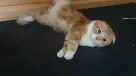 Kucing scotish fold jantan birahi