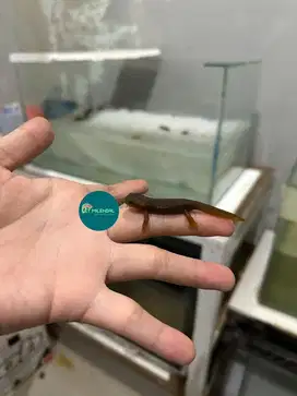 Himalayan newt / emperor newt / tylototriton