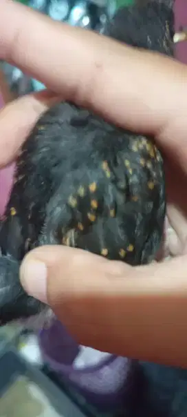 Burung Murai Batu Medan Trotol Jantan
