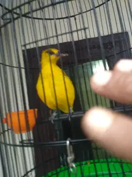 burung kapondang muda