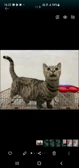 Kucing munchkin betina  birahi
