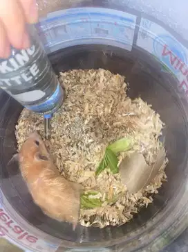 Hamster syrian yellow satin syirian (warna bulu mengkilap) indukan