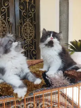 Kitten Persia Good Quality