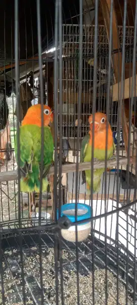 Lovebird biola green